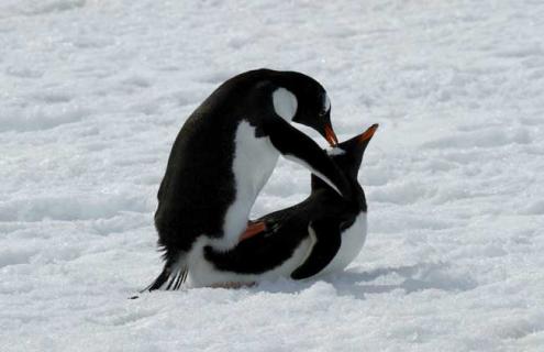 企鹅一般在几月份产卵？