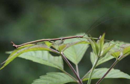 竹节虫真的有毒吗？
