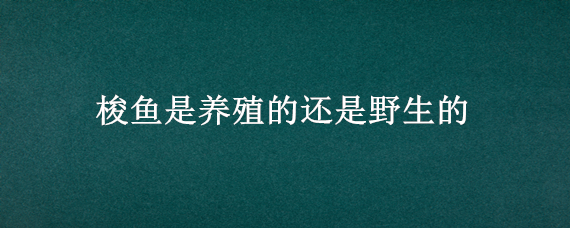 梭鱼是养殖的还是野生的