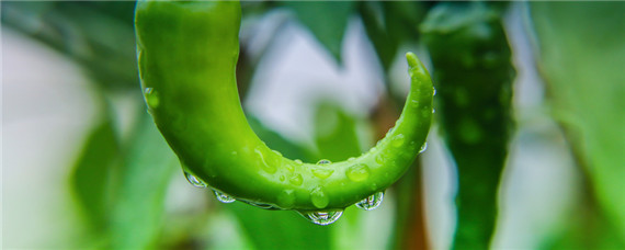 辣椒种植技术与管理