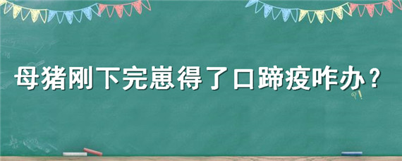 母猪刚下完崽得了口蹄疫咋办