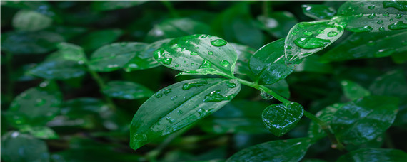 雨水种什么农作物