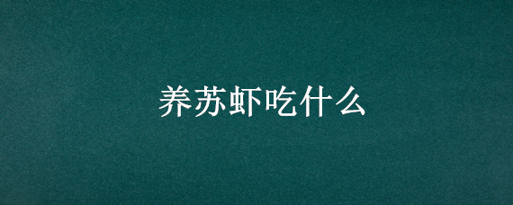 养苏虾吃什么