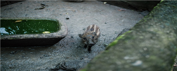 野猪能活多久