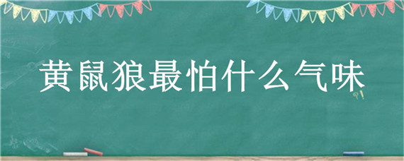 黄鼠狼最怕什么气味