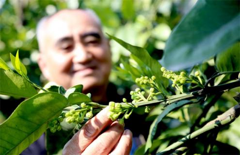 柑橘开花期需要施肥吗