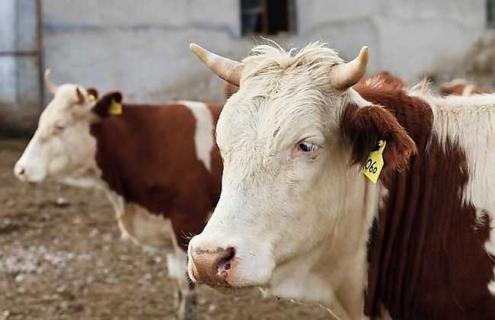 肉牛养牛场建设方法