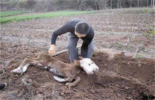 新生犊牛死亡原因及预防措施