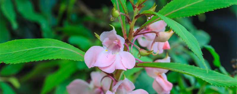 凤仙花怎么传播种子