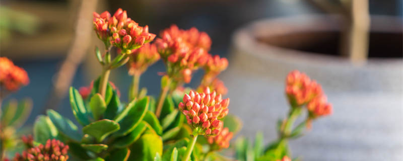 长寿花五月份还能开花吗