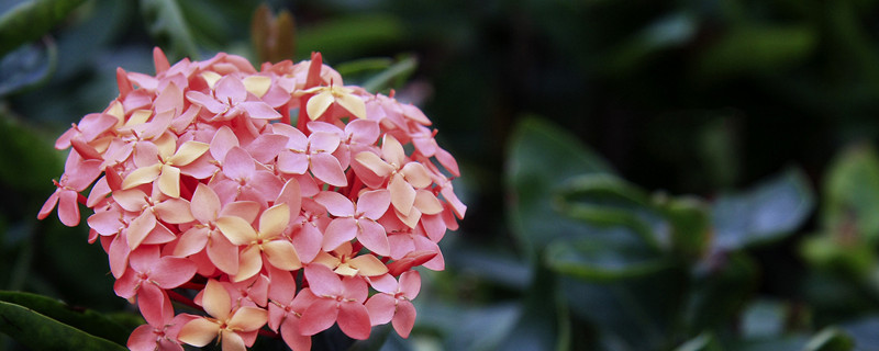 仙丹花浇水方法