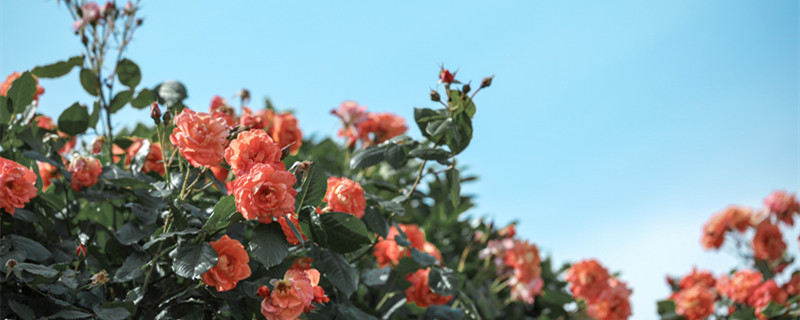 月季花浇水怎么浇