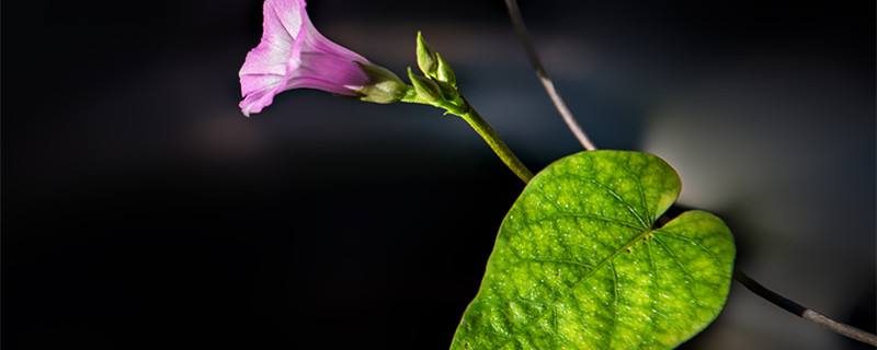 牵牛花的花语