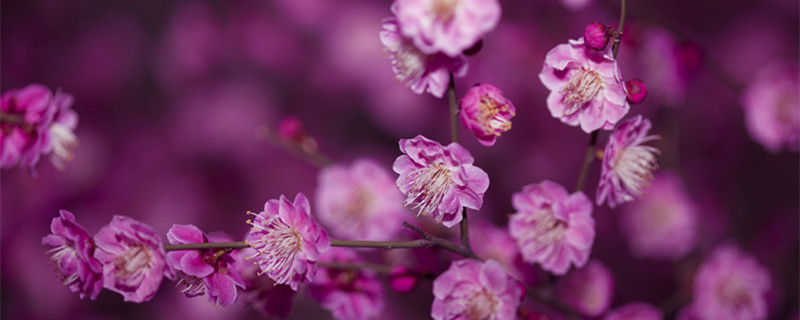 梅花是什么季节开的