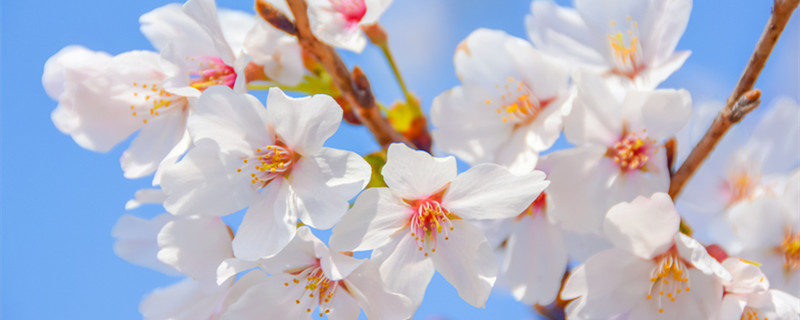 日本樱花季节