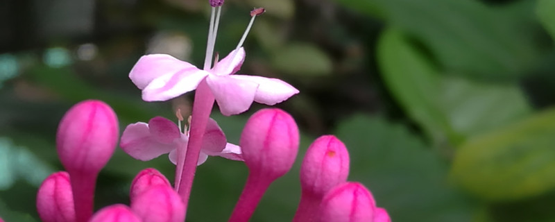 仙客来的花语