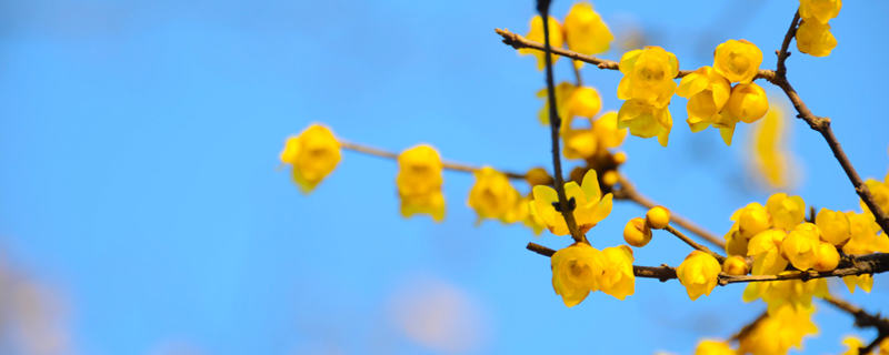 腊梅花开在什么季节开放