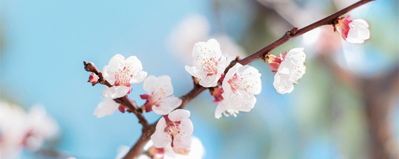 桃树杏树什么季节开花