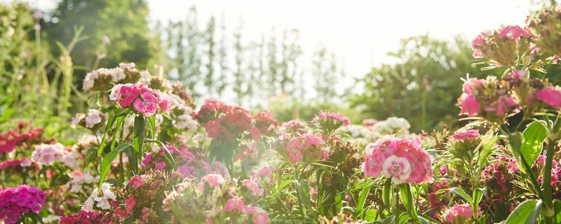 花的雌蕊由什么组成 花的雌蕊由什么组成的