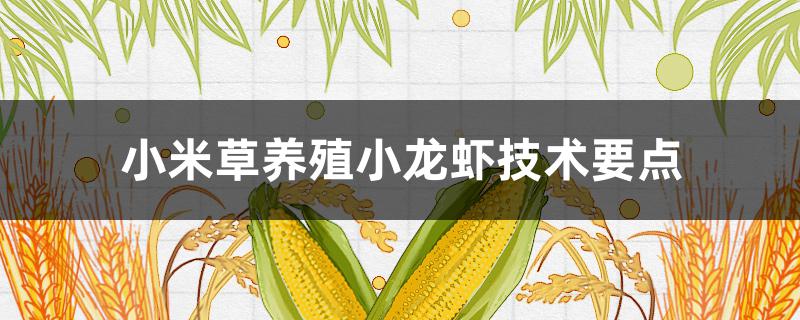 小米草养殖小龙虾技术要点