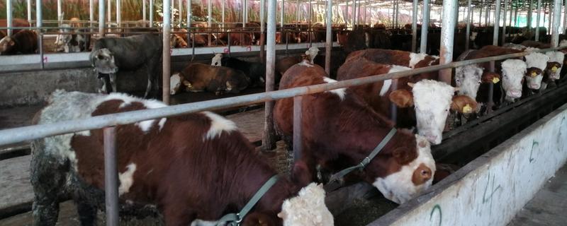 育肥牛的养殖方法，有哪些要点