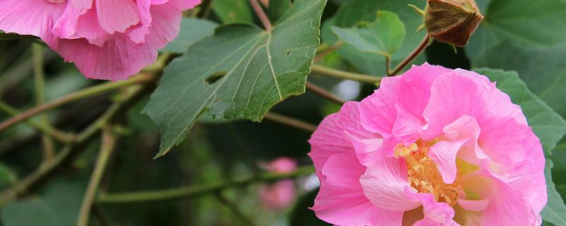 芙蓉花的特点，附芙蓉的观赏价值