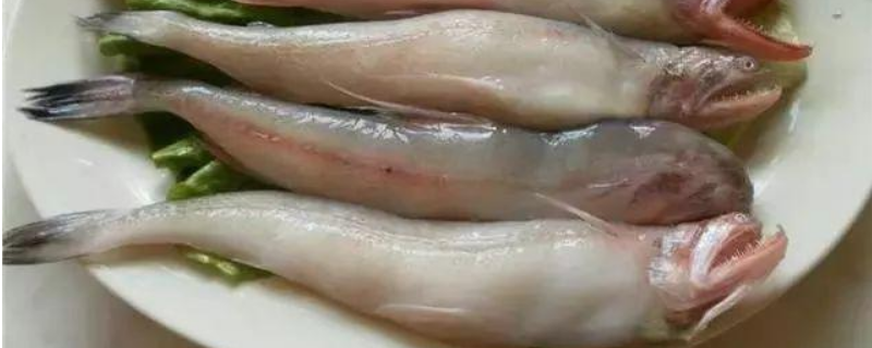 龙头鱼多少钱一斤？附营养价值和食用方法