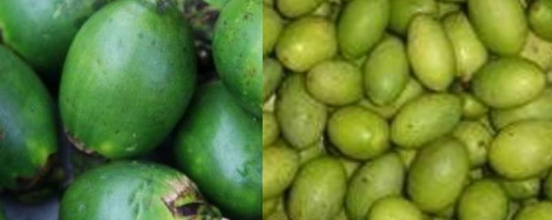 槟榔和橄榄的区别，详情介绍