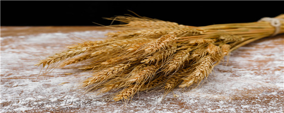 郑麦7698小麦品种介绍