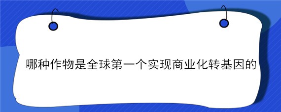 哪种作物是全球第一个实现商业化转基因的