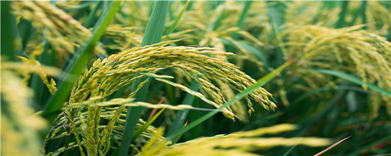 水稻几月几号施穗肥