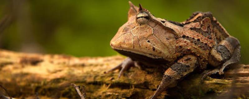 霸王角蛙寿命多久，附养殖方法