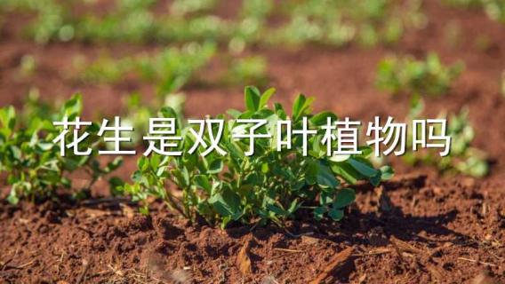 花生是双子叶植物吗