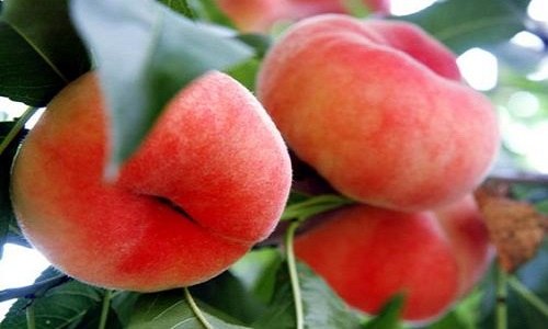 扁扁的桃子是什么桃