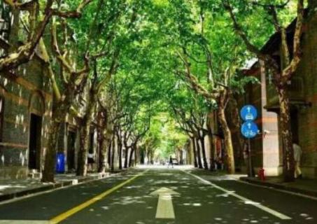 上海梧桐树的来历