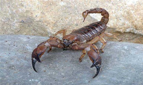 蝎子吃什么食物