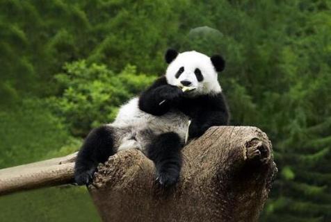 熊猫是哪个国家的动物