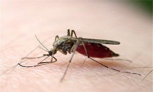 蚊子吸血后肚子爆了能活吗