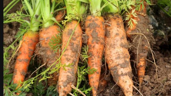 我们常吃的胡萝卜属于根状茎吗