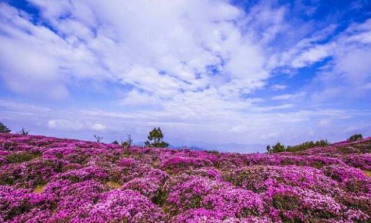 马鹿塘杜鹃花几月份开