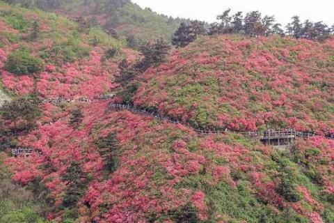 黄陂云雾山杜鹃花什么时候开