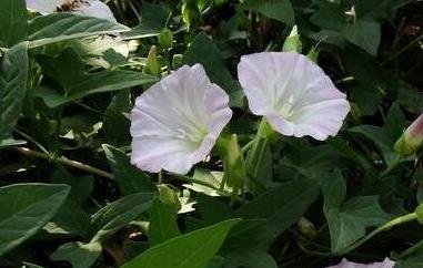 打碗花怎样食用 打碗花的食用方法