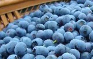 蓝莓怎么洗才能洗干净 蓝莓的清洗方法