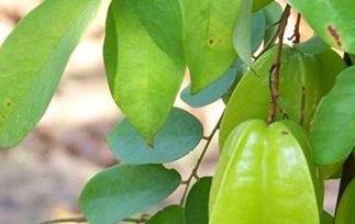 酸杨桃根的功效与作用 吃酸杨桃根的好处有哪些