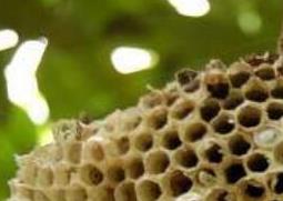 露蜂房的功效与作用 露蜂房的禁忌