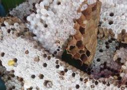 黄蜂蛹的功效与作用 吃黄蜂蛹的好处
