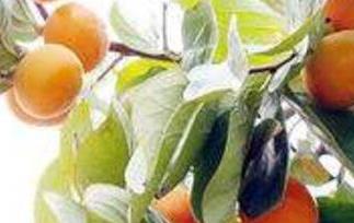 柿子叶的功效与作用及食用方法