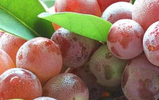 红提葡萄如何保鲜 红提葡萄保存方法