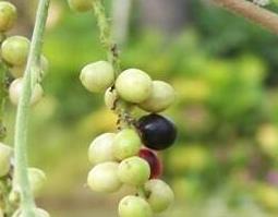 五月茶泡酒有什么功效 五月茶泡酒的功效与作用