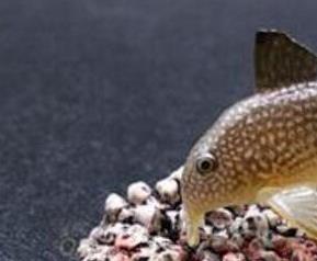 珍珠老鼠鱼的功效与作用及养殖方法